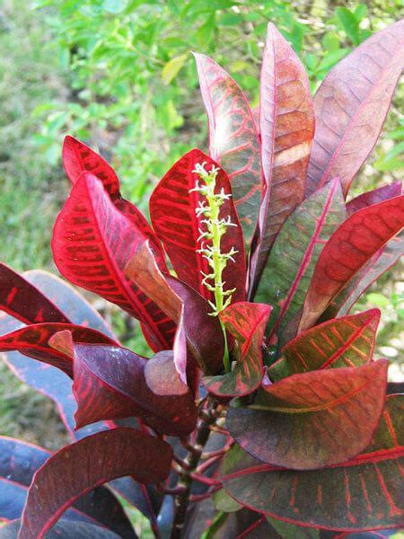 變葉木修剪|變葉木怎麼養？關鍵指南：澆水、修剪、光照與溫度